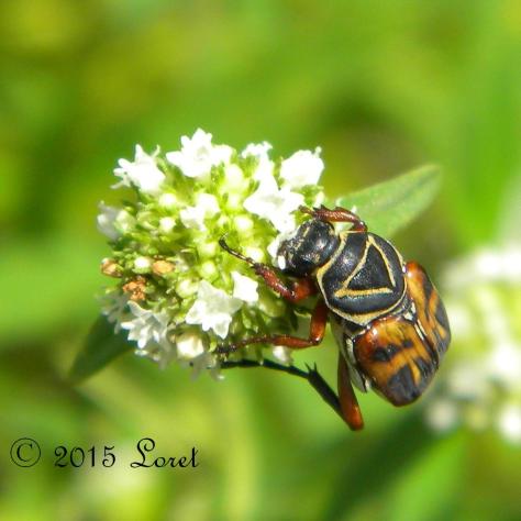 Delta Flower Scarab Beetle (Trigonopeltastes delta) on Buttonweed (Spermacoce sp.)