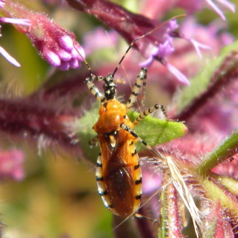 Sycamore Assassin Bug (Pselliopus sp.)